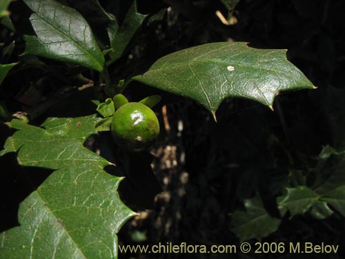 Фотография Desfontainia spinosa (Taique / Chapico / Trau-trau). Щелкните, чтобы увеличить вырез.